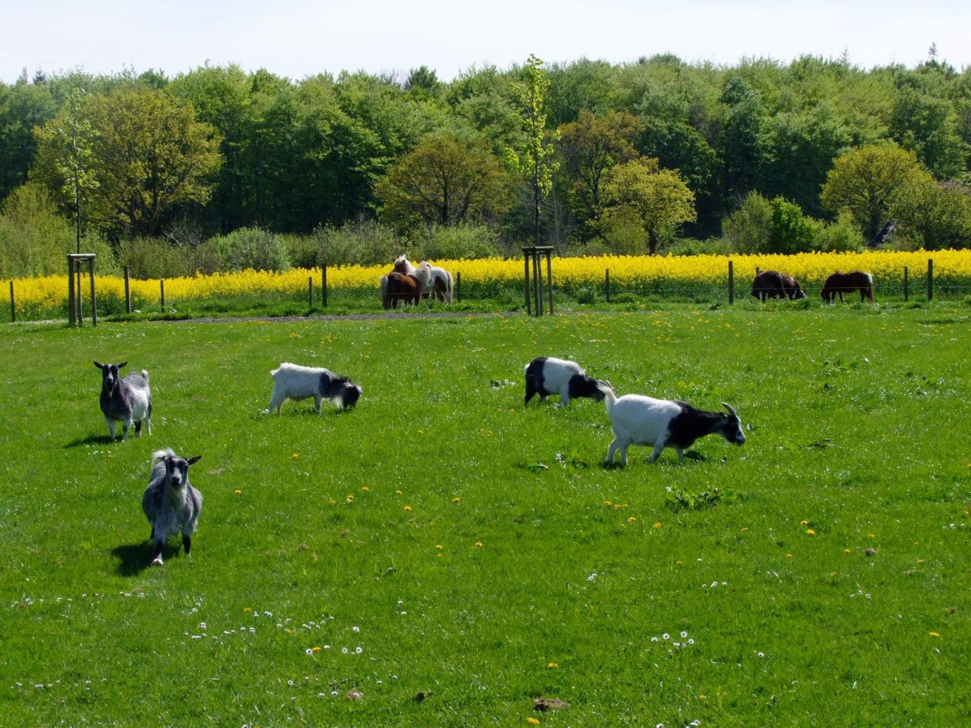 Ferienwohnungen Auf Dem Ferienhof Sell Stoltebull ภายนอก รูปภาพ